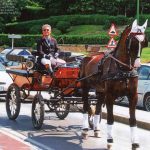 Javier de Juana enganchando coche de caballos para reportaje de Expansión